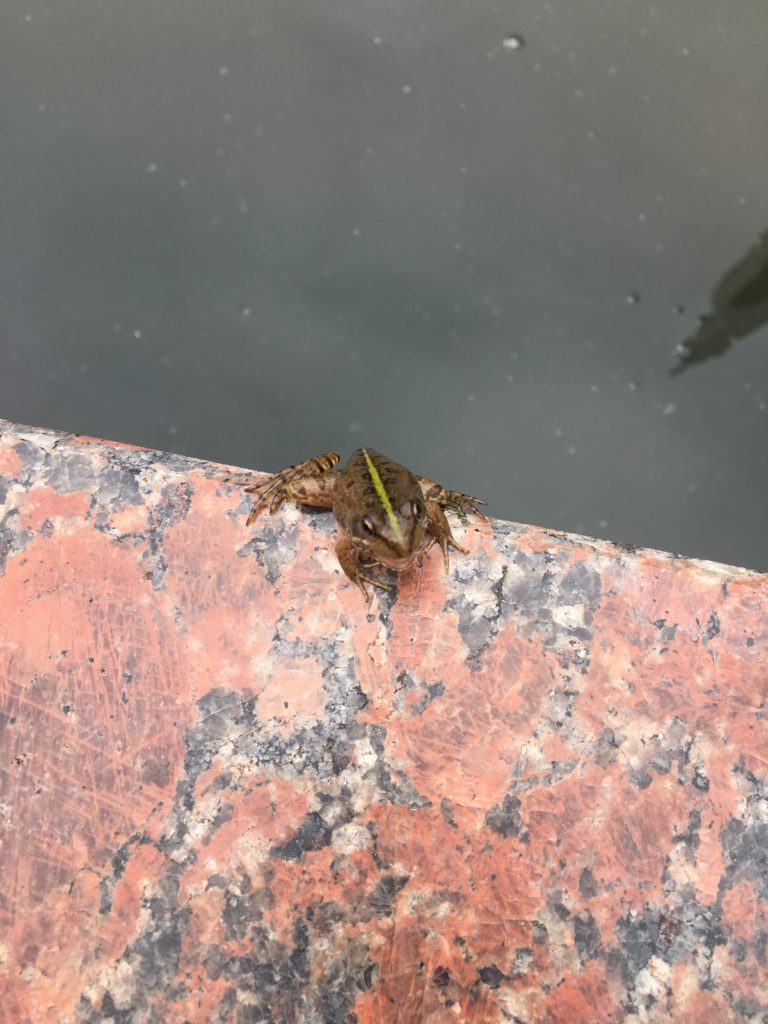 Frosch im Park in Batumi