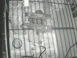 Poldi in seinem Winterschlaf-Käfig
