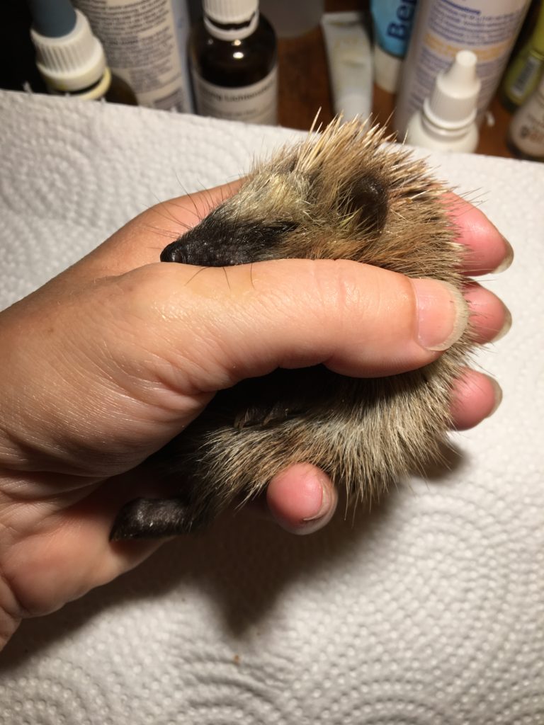 Kleiner Igel, schlafend in Hand