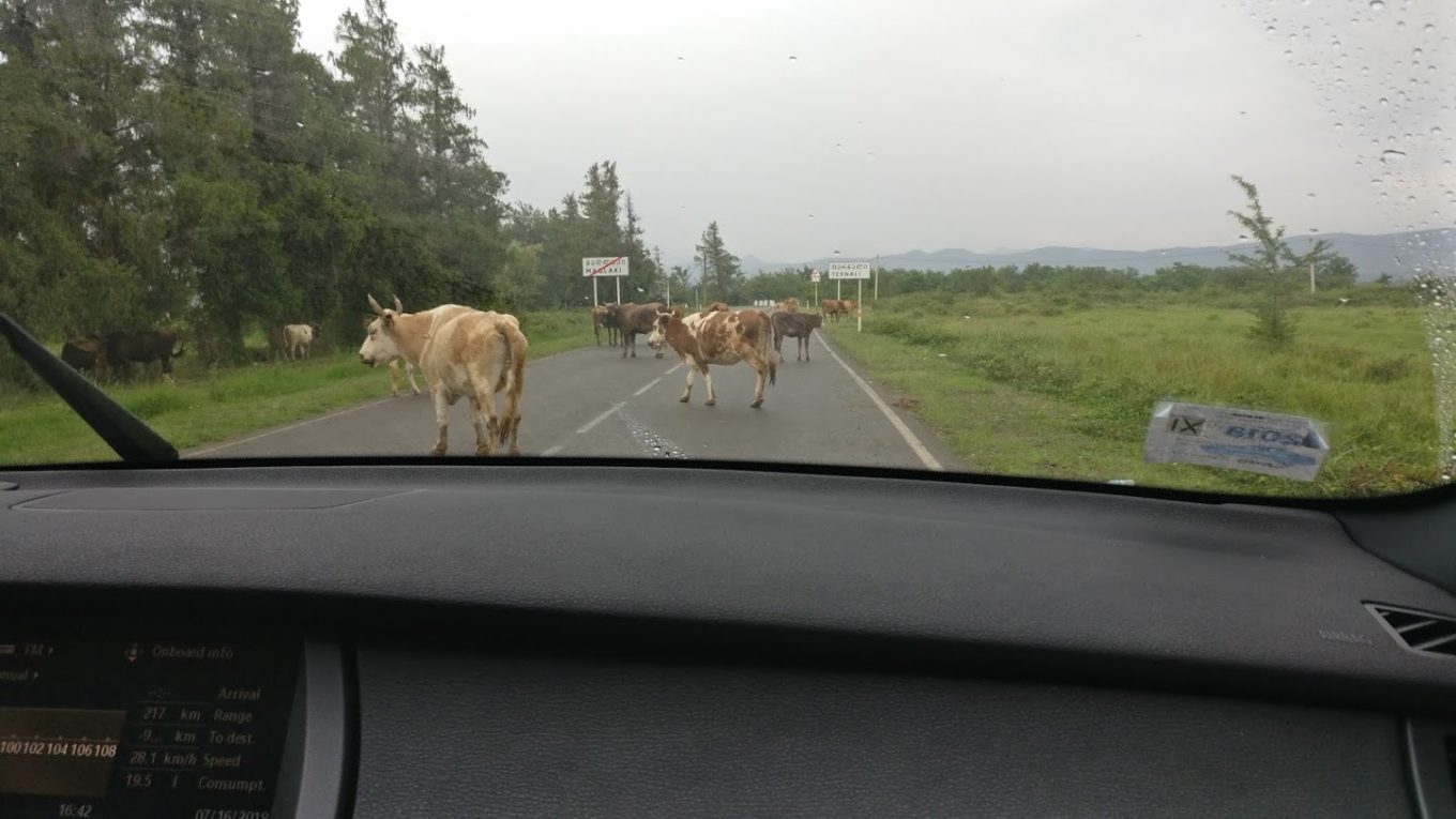 Kühe auf der Landstraße
